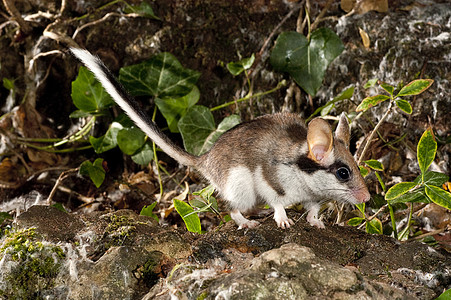 老鼠多尔默斯 埃利奥米斯奎奇纳斯 在库恩寻找食物荒野植物好奇心树桩松鼠哺乳动物花园睡鼠主题鲇鱼背景