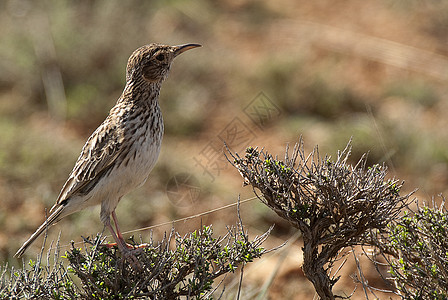 杜邦拉克 切尔索菲勒斯杜邦蒂 在其栖息地西班牙动物沙漠羽毛野生动物男性观鸟草原夜歌生活荒野图片