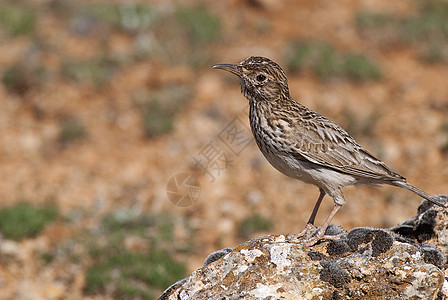 杜邦拉克 切尔索菲勒斯杜邦蒂 在其栖息地西班牙歌曲草原沙漠荒野动物野生动物观鸟生活羽毛夜歌图片