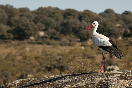 在岩石上站立的白鹤沼泽荒野栖息羽毛场景观鸟农村脖子翅膀野生动物图片