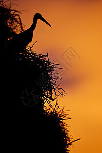 日落时栖息在巢穴中的白鹤西诺氏白鹳翅膀荒野公园花园动物羽毛村庄脖子长腿图片