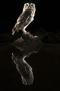 猫头鹰 晚上在岩石上过夜 有反射i植物捕食者场地鸟类夜猫子栖息猎物荒野眼睛羽毛图片