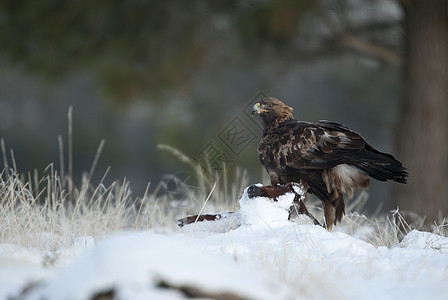 金鹰 在雪中吃着来自植物野生动物野性背景猎物高地菊花观鸟猎人黄色图片