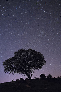 夜景 橡树 星星 云彩 轮光月光地平线季节孤独星座摄影场地荒野天空橡木图片