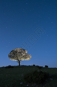 夜景 橡树 星星 云彩 轮光月光公园天空森林天文学环境季节星系美丽场地图片