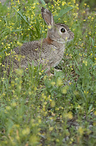 自然栖息地的兔子肖像 草原上的生活花园草地宝宝洞穴野兔荒野兔兔兔科动物林地图片