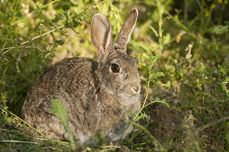自然栖息地的兔子肖像 草原上的生活害虫野生动物野兔场地草地口蹄疫兔科耳环动物哺乳动物图片