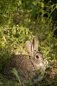 自然栖息地的兔子肖像 草原上的生活害虫风景口蹄疫兔兔耳环林地宝宝哺乳动物洞穴野生动物图片