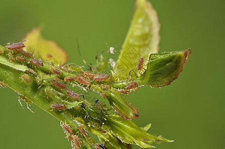 玫瑰枝上的虫子蚜虫宏观绿色害虫寄生虫理念攻击花园荒野农药图片