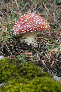 Amanita 食草动物 森林中的蘑菇图片