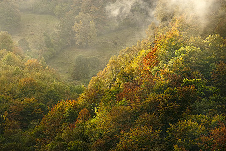 秋天风景 自然公园Ubias桌 雾 阿斯图里亚斯 斯帕林地木头照明日出旅行环境场景叶子橙子农村图片