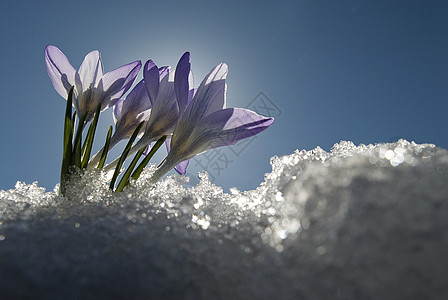 山 搬走商店 鲜花水晶生活季节草地天气奇缘藏红花荒野冰雪花瓣图片