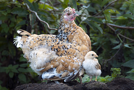 母鸡与母鸡一起保护自己 在她母亲的节日下白色孩子父母小鸟农场草坪养鸡婴儿羽毛家禽图片