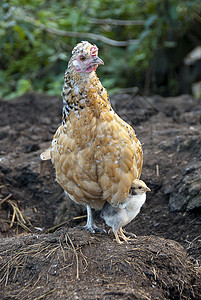 鸡-鸟母鸡与母鸡一起保护自己 在她母亲的节日下农场白色婴儿草坪养鸡守护孩子动物小鸡家庭背景