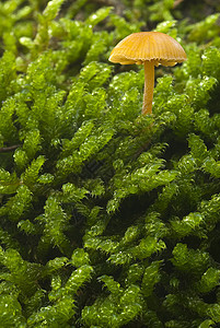 小蘑菇在苔中森林多样性植物生长苔藓宏观孤独环境树干蔬菜图片