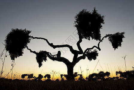 日落时树 西班牙克雷克斯伊莱克士Holm橡树土地日出阴影旅行植物荒野橡木风景农村植被背景图片