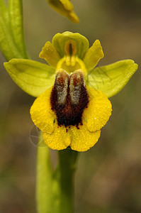 野兰花 称为黄奥弗里斯奥福里斯卢提亚野生动物腹部植物学草原花粉蜜蜂荒野植物植物群宏观图片