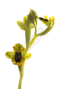 野兰花 称为黄奥弗丽斯奥弗里斯卢提亚 白原野花草原唇瓣植物宏观蜜蜂野生动物植物学蜂蜜花粉图片