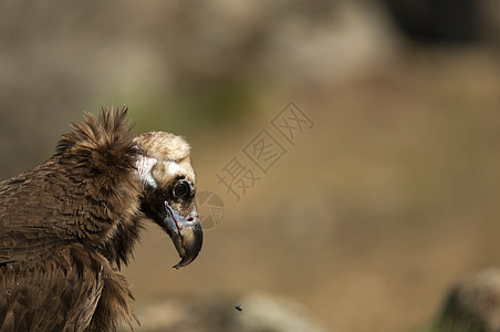 Cinereous 欧亚黑人Vulture 主波尔猎物荒野鸟类生物狐狸观鸟腐肉清道夫动物飞行图片