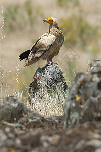 埃及硫化物 西班牙 肖像孔隙荒野新龙马拉鸟类野生动物岩石腐肉清道夫飞行羽毛图片