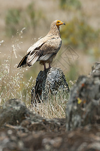 埃及硫化物 西班牙 肖像孔隙飞行野生动物植物猎物羽毛清道夫鸟类动物群石头腐肉图片
