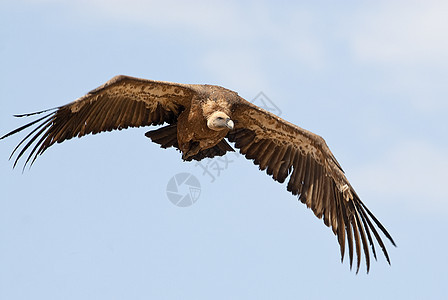 吉卜风扇在中部 云中和蓝色飞行翅膀荒野动物航班腐肉哺乳动物鸟类野生动物羽毛狮鹫图片