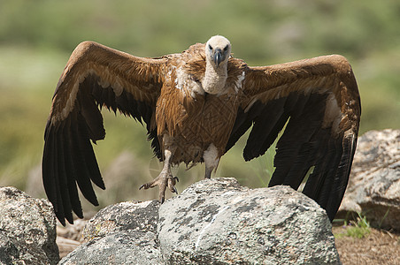 吉卜赛人 有张开的翅膀 飞翔的拾荒者清道夫生物动物荒野秃鹰食物羽毛团体狮鹫航班图片