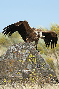 吉卜赛人 有张开的翅膀 飞翔的拾荒者狮鹫鸟类观鸟肉食清道夫羽毛保护哺乳动物腐肉食物图片