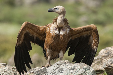 吉卜赛人 有张开的翅膀 飞翔的拾荒者清道夫保护肉食秃鹰荒野腐肉狮鹫生物猎物团体图片