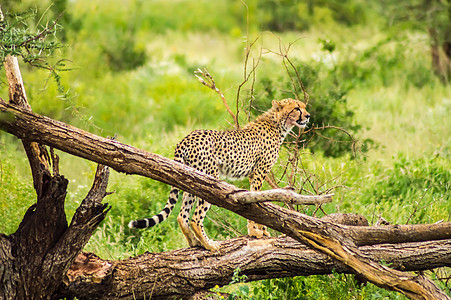 Cheetah在Samburu的一棵死树上被切塔踩踏图片