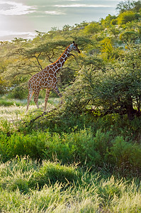 Giraffe穿越Samburu公园小道动物哺乳动物野生动物荒野绿色棕色食草白色脖子图片