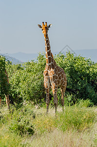 Giraffe穿越Samburu公园小道荒野棕色野生动物脖子食草白色动物绿色哺乳动物图片