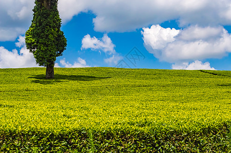 在Thika附近 眼目所见的茶叶叶图片