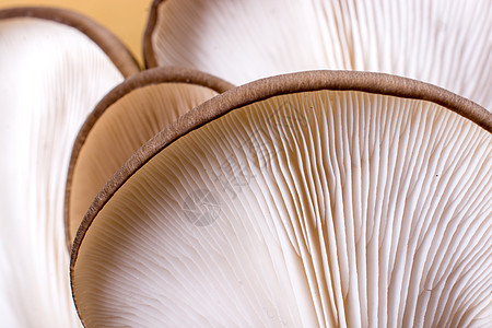 牡蛎蘑菇或软糖蘑菇饮食平菇菌丝体市场美食蔬菜食物侧耳图片