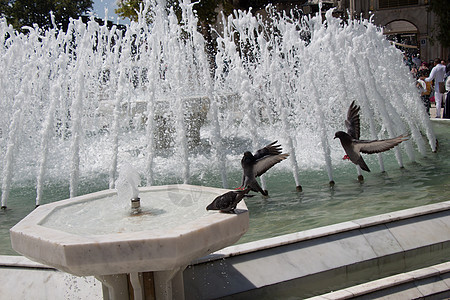 喷泉边的城市鸽子自由羽毛岩石飞行翅膀灰色荒野动物野生动物飞溅图片