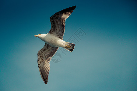单海鸥在蓝蓝空中飞翔蓝色航班翅膀飞行荒野天空羽毛鸟类野生动物自由图片