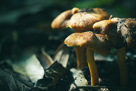 阳光照耀着雨林深处的蘑菇棕色花园木头叶子绿色菌类季节植物森林荒野图片