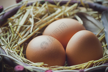 在卵巢和早晨 三个鸡羽鸡蛋接上图片