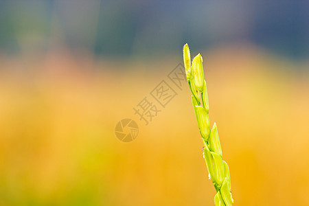 有机稻田和晨光的稻米谷物 Conc图片