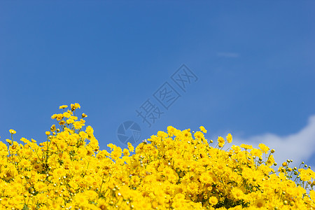 白云中黄色的菊花田 蓝天后空花园收成花粉阳光季节花束植物植物群产品天空背景