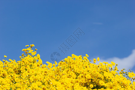 白云中黄色的菊花田 蓝天后空花园收成花粉阳光季节花束植物植物群产品天空图片