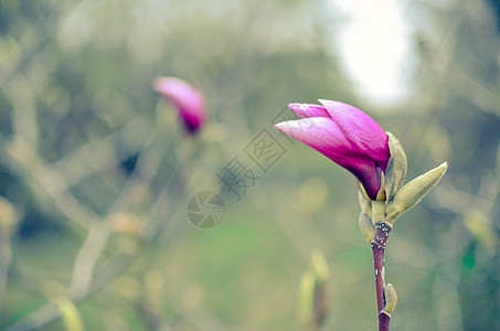 树枝上粉红木兰花的长芽宏观紫色阳光植物学园艺叶子花瓣灌木丛灌木植物图片