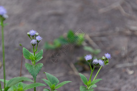 一簇浅紫色的花或草花与 na 紧密相连图片