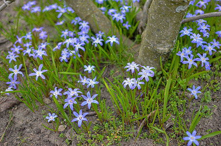 野外野生的白花和紫花朵土壤植物群季节花瓣植物荒野海鞘叶子蓝色地面图片