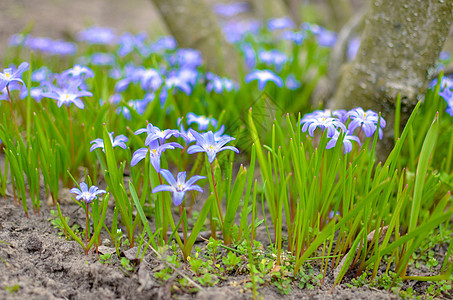 野外野生的白花和紫花朵土壤宏观紫色植物蓝色荒野森林花瓣绵毛叶子图片