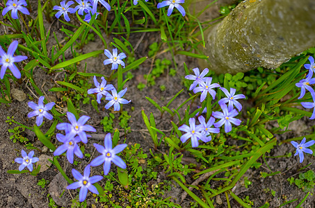 野外野生的白花和紫花朵荒野树叶叶子植物群草地土壤花瓣花园海鞘园艺图片