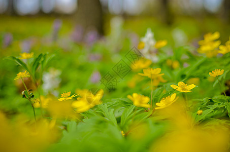 春林中的阿内莫尼拉农库洛迪斯植物群花朵草地森林花瓣植物季节野花叶子荒野图片