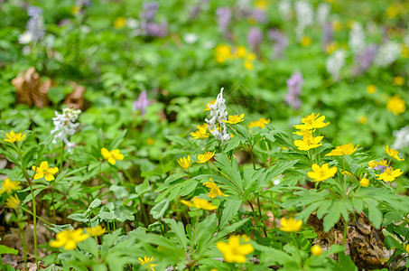 春林中的阿内莫尼拉农库洛迪斯植物野花花朵美丽花瓣草本植物叶子生长宏观季节图片