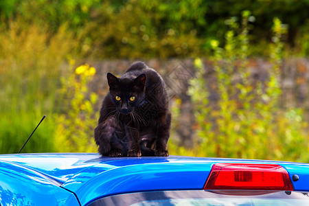 车顶上的黑猫伤害尾巴休息动物运气划痕小猫朋友荒野乞丐图片