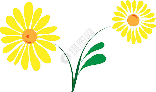 黄花向量插图图片